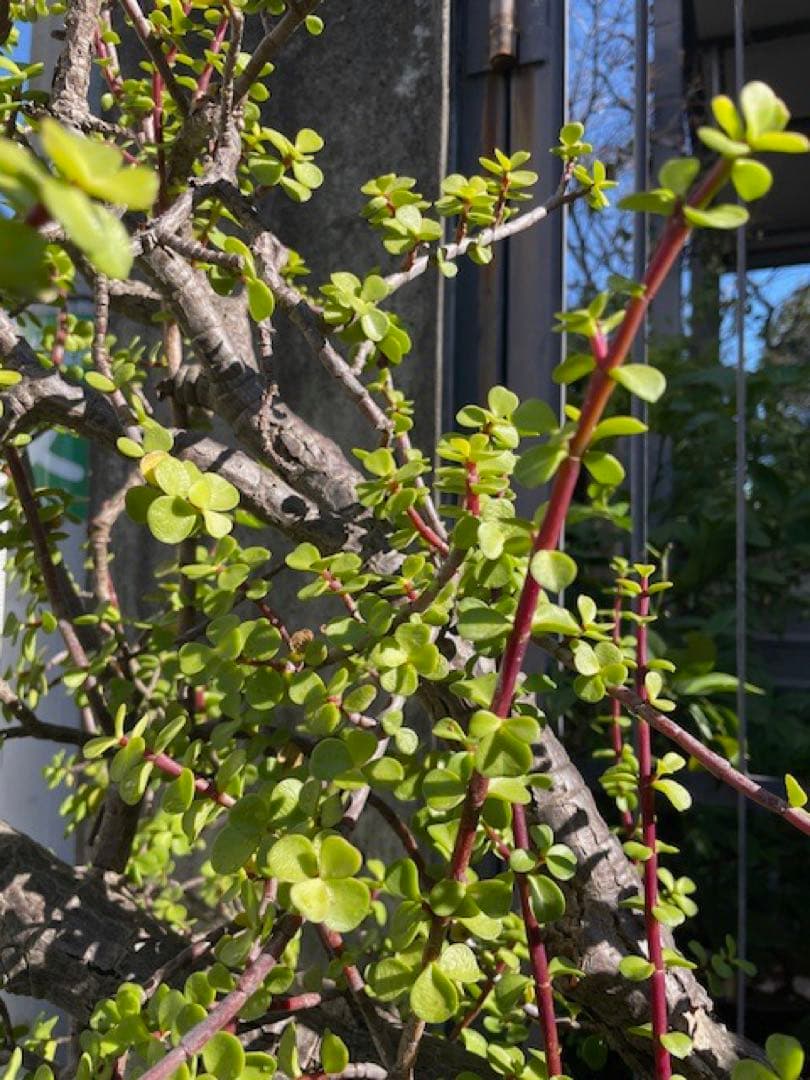 直接引取■大木ポーチュラカリア・アフラ/165cm/庭木や地植えにも■多肉質の葉