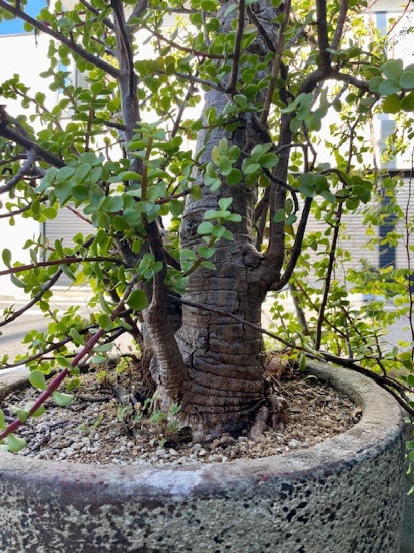 直接引取■大木ポーチュラカリア・アフラ/165cm/庭木や地植えにも■多肉質の葉