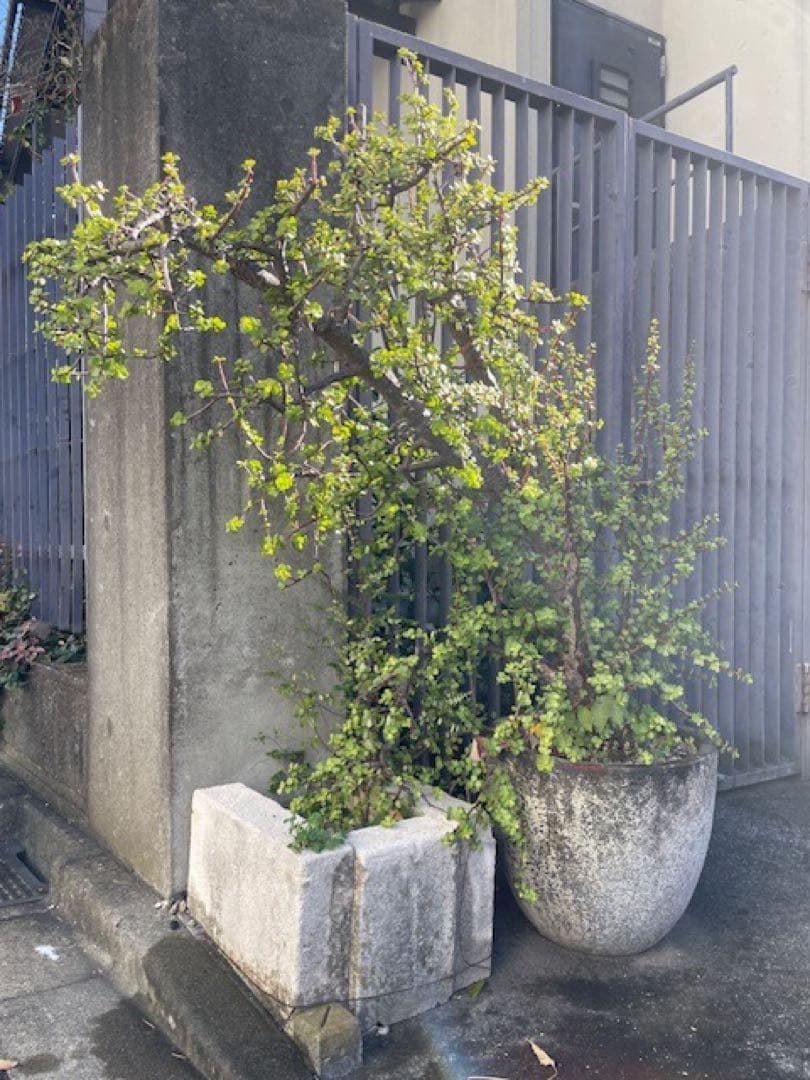 直接引取■大木ポーチュラカリア・アフラ/165cm/庭木や地植えにも■多肉質の葉