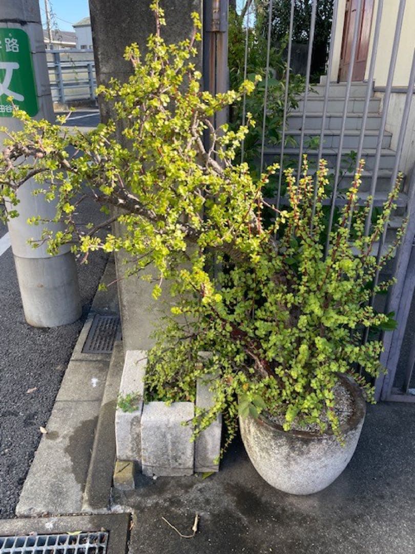 直接引取■大木ポーチュラカリア・アフラ/165cm/庭木や地植えにも■多肉質の葉