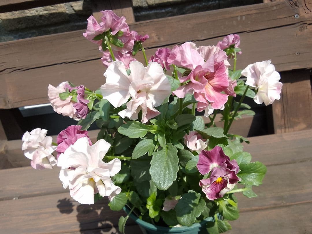 冬越しの元気モリモリ♥タグ付♥️フリル咲きパンジー♥ 妖艶なお色目　シエルブリエ