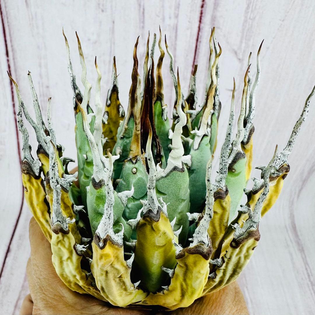 785 アガベ ユタエンシス エボリスピナ 陽炎