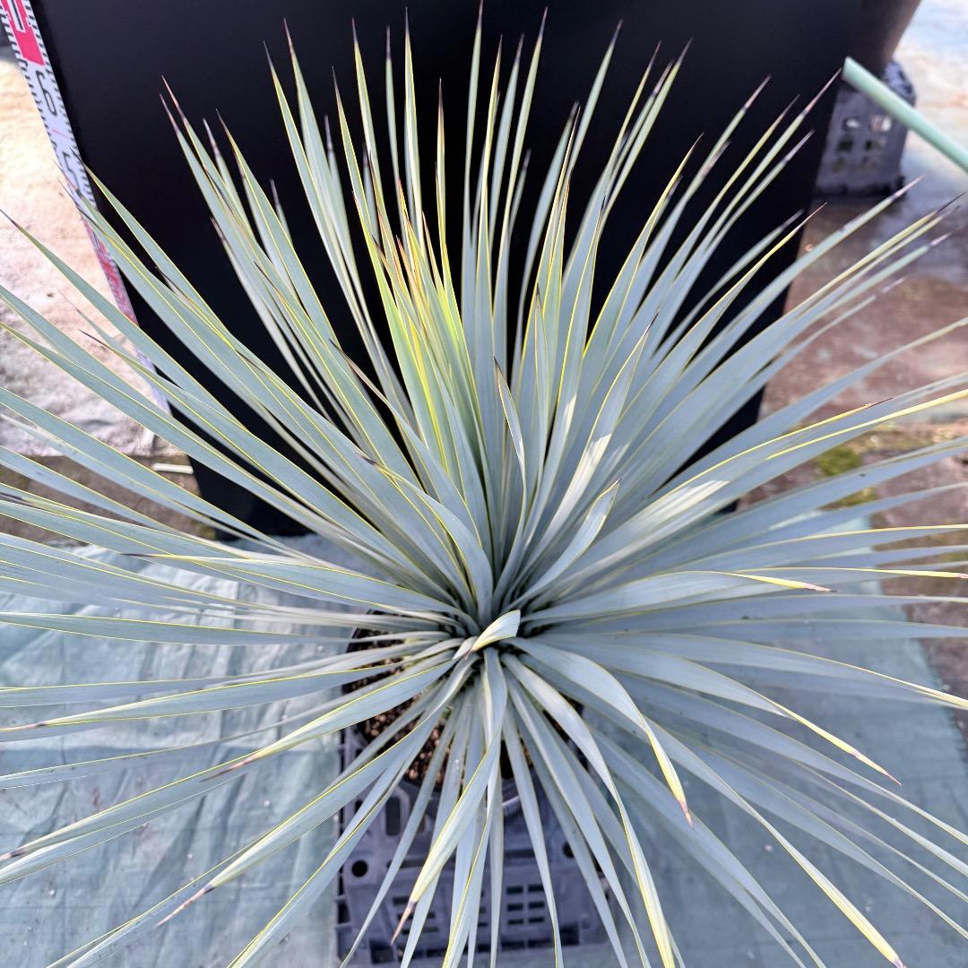 【AL1172】ユッカ　ロストラータ