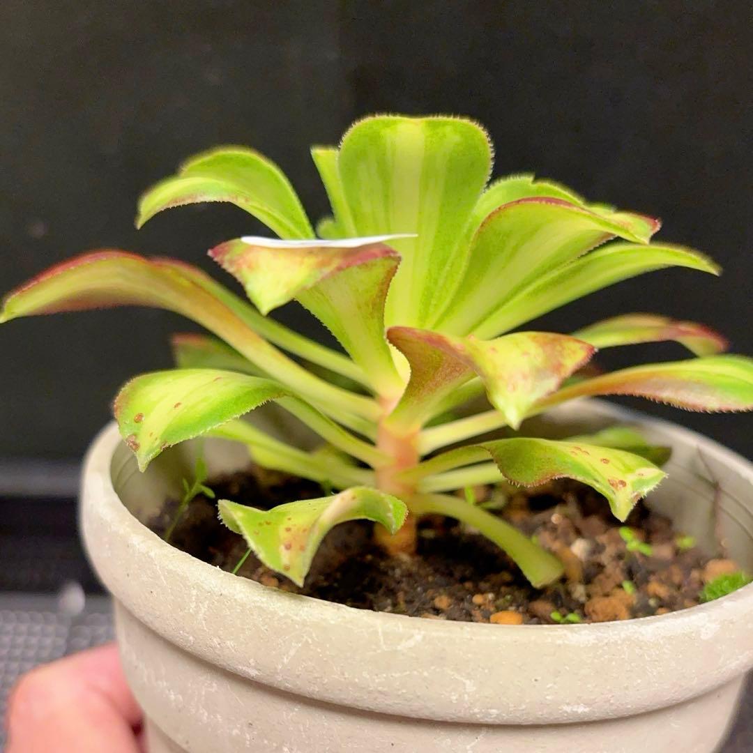 56 #植物アエオニウム❤️サラダボール中斑錦❤️1大頭12cm 拔き苗