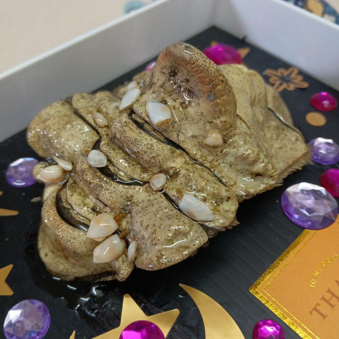 稀少レア四国太平洋沖深海生物タカアシガニふんどし腹リアル凹凸標本置物コレクション