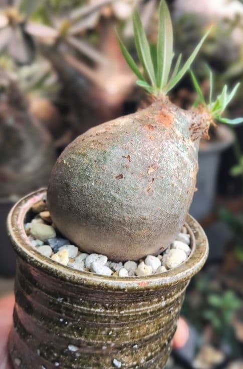 【発根済】グラキリス　良形　手乗り丸グラ　極上株　現地球