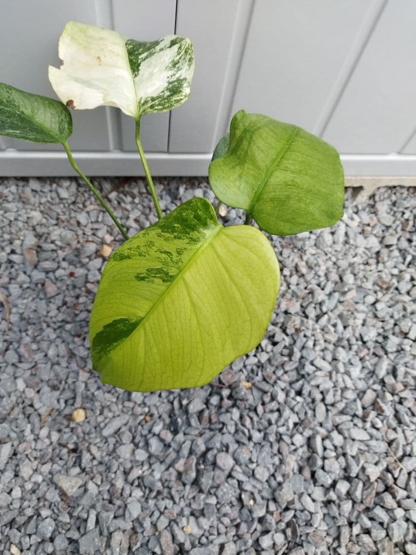 gas_yyi　2株セット