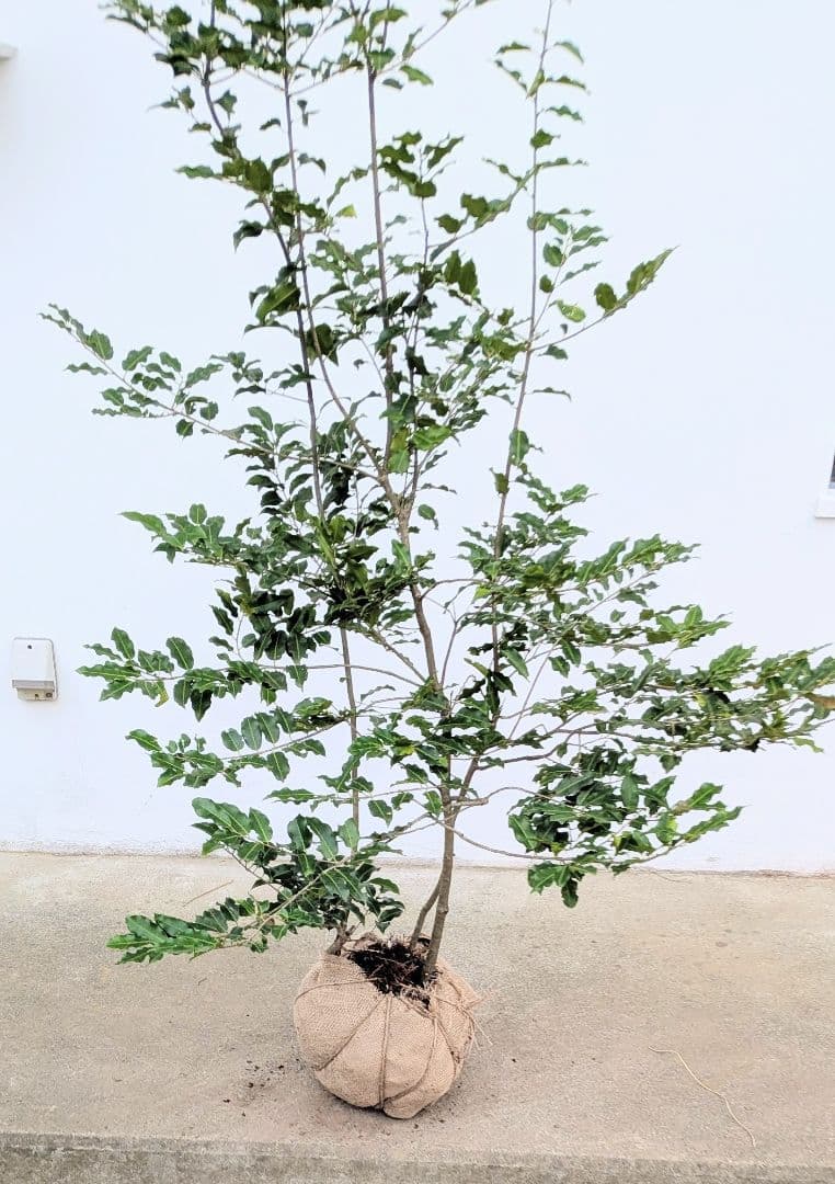 秀。山採りソヨゴ。