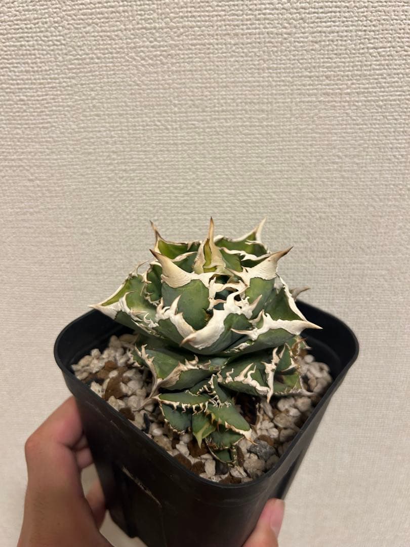 アガベ　チタノタ　大白鯊　lize血統　子株