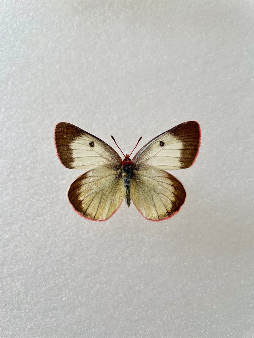 【ペア】アルプスモンキチョウ（岐阜県産）