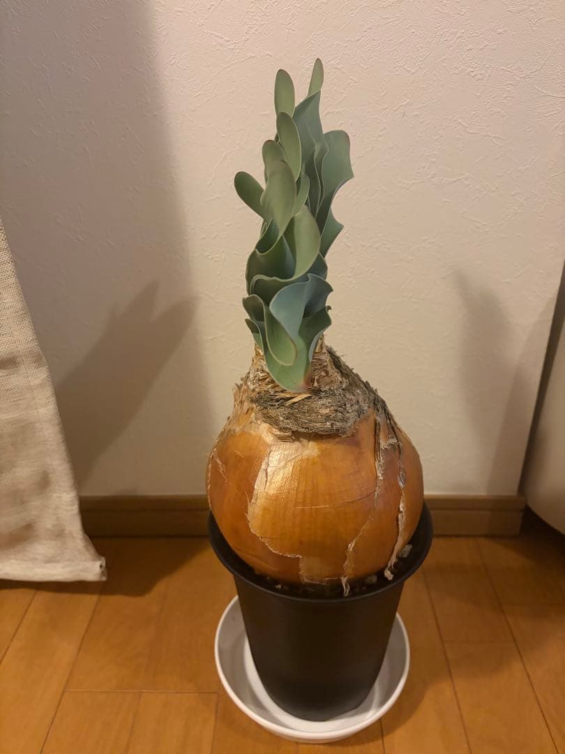 ブーファン・ハエマンソイデス（Boophane haemanthoides）