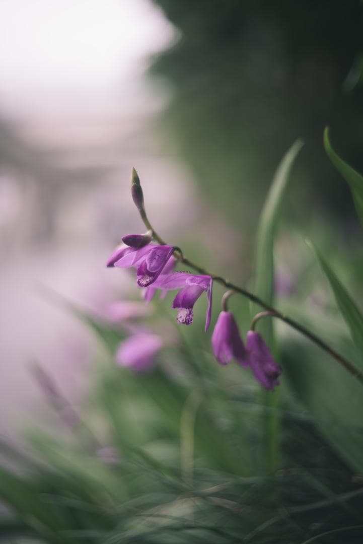 SALE！虹の出る癖玉！Leica Summar 50mm f2 オールドレンズ