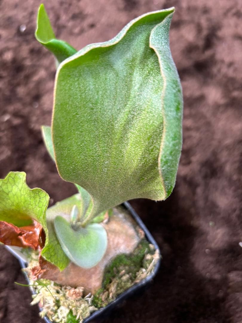ビカクシダ P.wannasigi sporeling