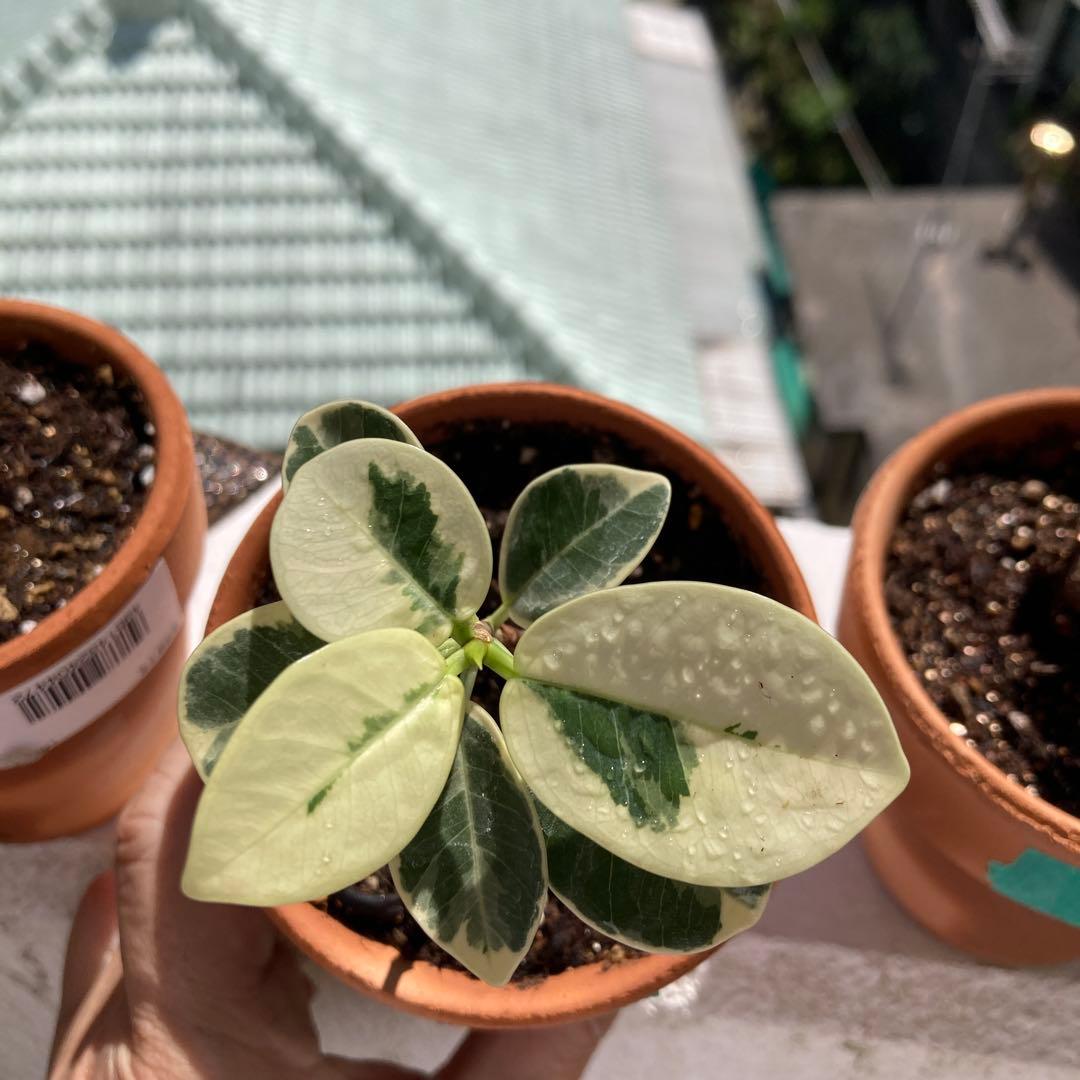 メ*ル様 【11】2年目実生株に接木をした「斑入りパンダガジュマル」