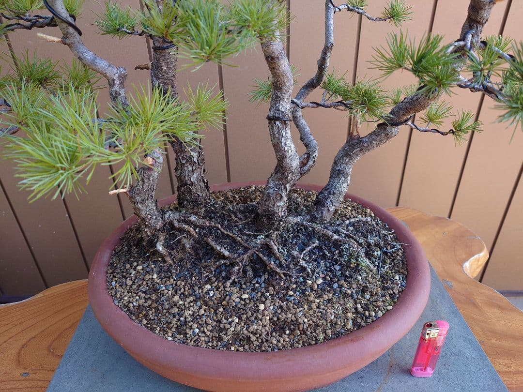 盆栽　五葉松　樹高60cm