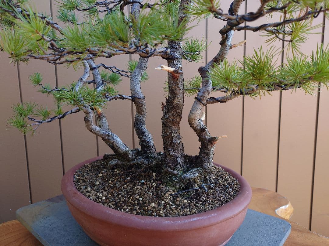 盆栽　五葉松　樹高60cm