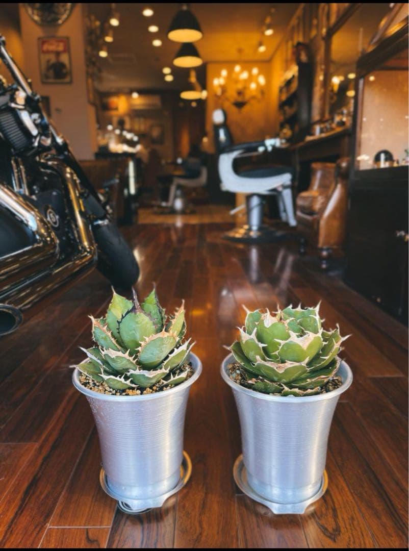 【極上高級株】アガベ チタノタ イラン産　シャーク 大型 アルミニウム鉢付