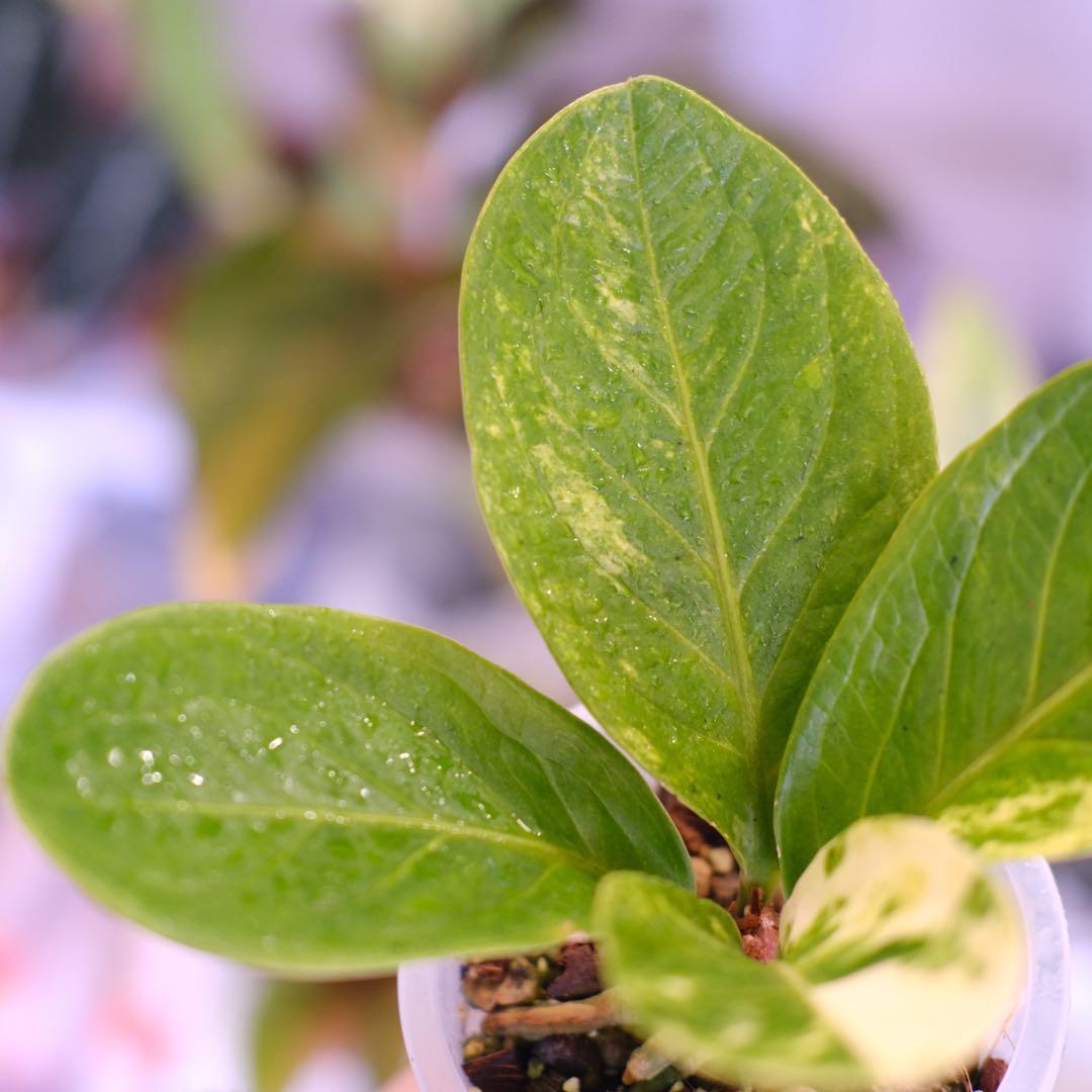 その他観葉植物 Anthurium Hookeri Sweeta Pink Polkadot