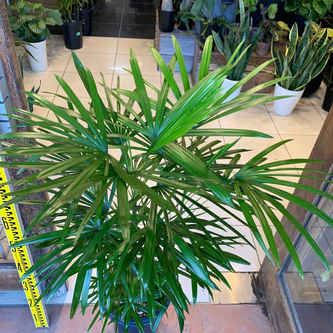 シュロチク 棕櫚竹 8号 7