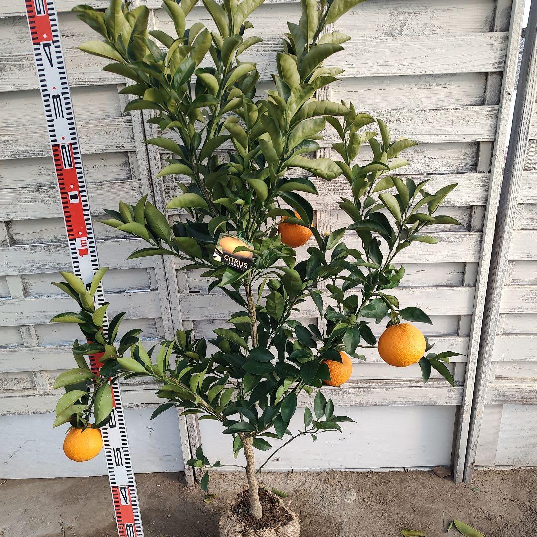 ⭐︎リサイクル⭐︎さま専用出品 紅甘夏 3年生 実つき