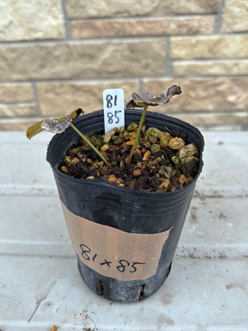 ベルベットレッドオーレア×ソレイユ★クリスマスローズ苗