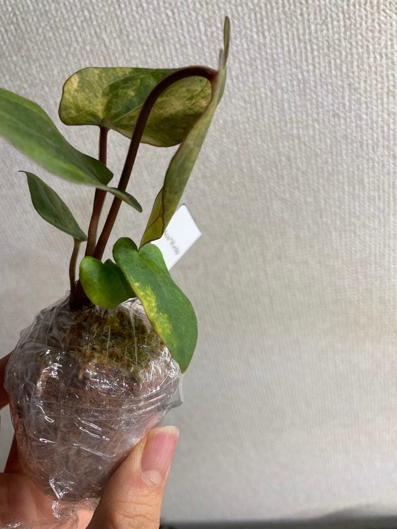 N*s様 Anthurium AOS✖️RVDP斑入り