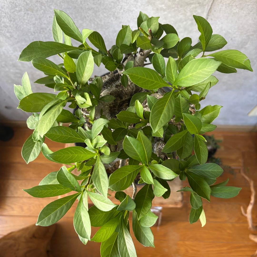 【連休限定SALE】アダンソニア バオバブの木 星の王子さま