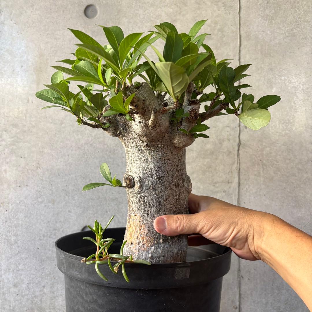 【連休限定SALE】アダンソニア バオバブの木 星の王子さま