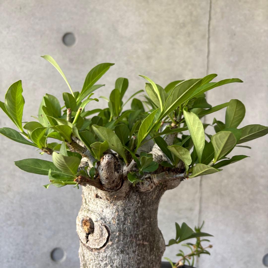 【連休限定SALE】アダンソニア バオバブの木 星の王子さま