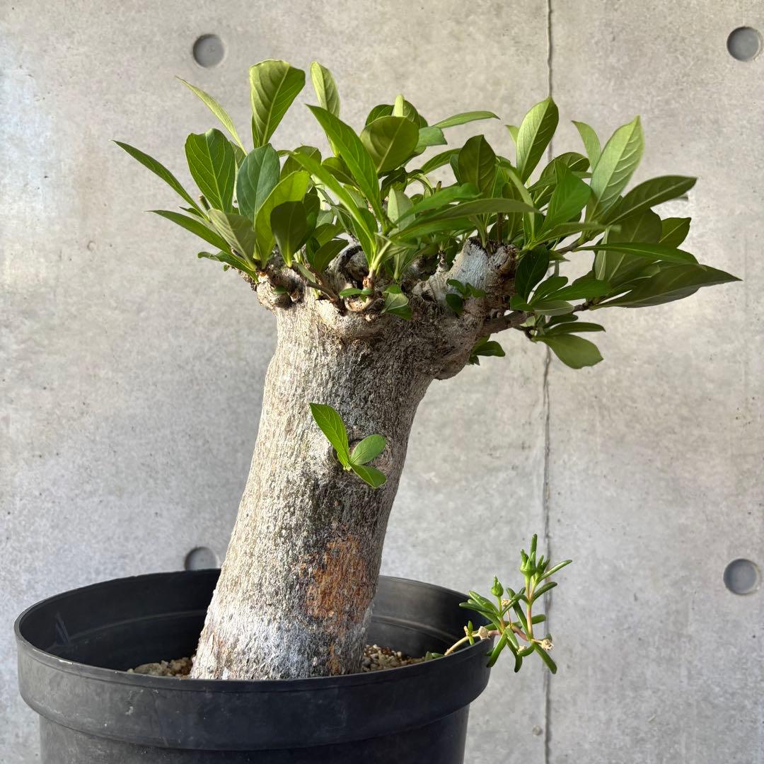 【連休限定SALE】アダンソニア バオバブの木 星の王子さま