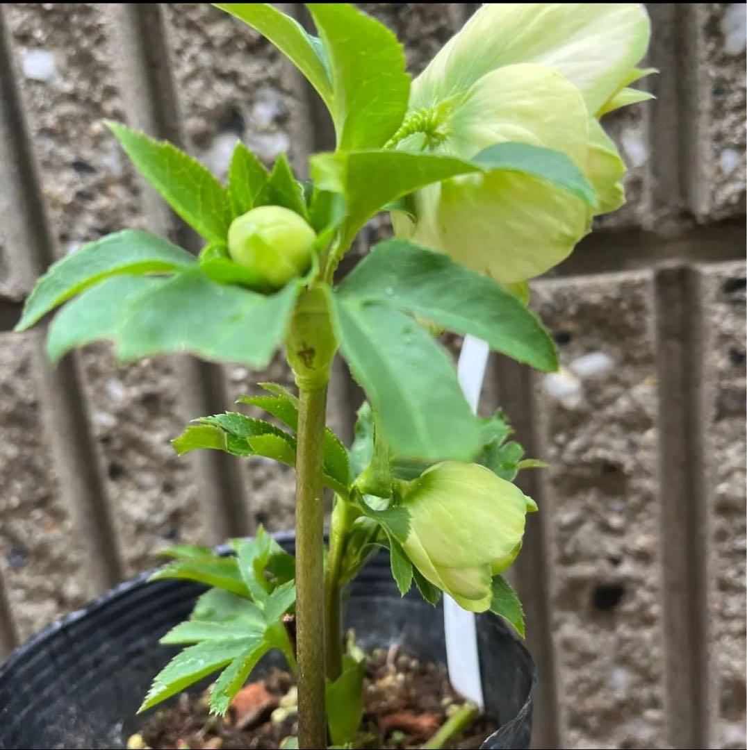 クリスマスローズ 利休