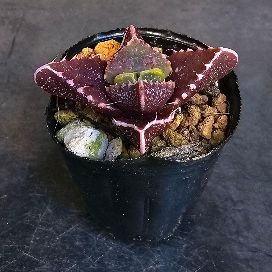 多肉植物 フォーカリア 魔獣の肉×紅蓮地獄(実生苗です)