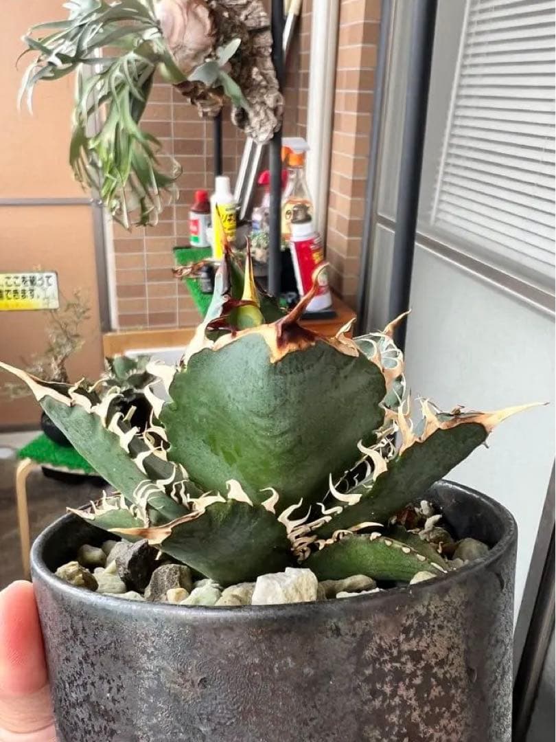 agave titanota 鬼豹　鬼滅刃　猟豹　アガベ　チタノタ宮下将太