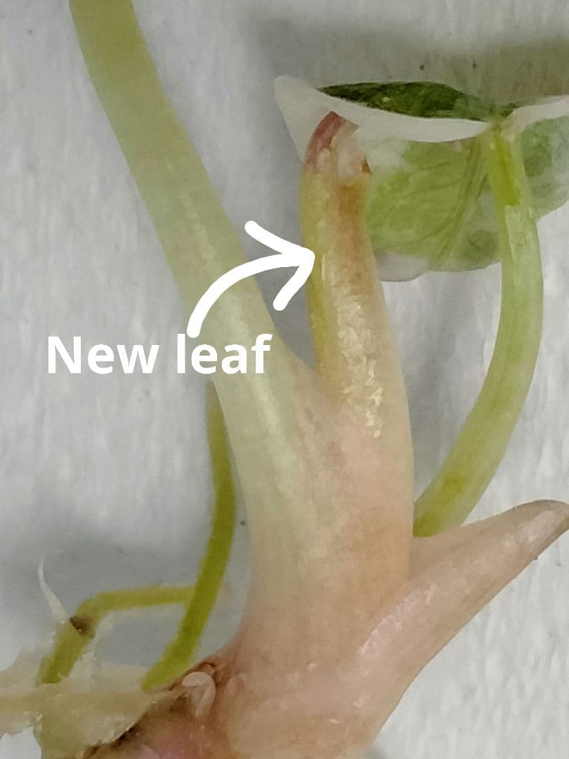 その他観葉植物 Alocasia Cuprea Pink variegated (lumpy)