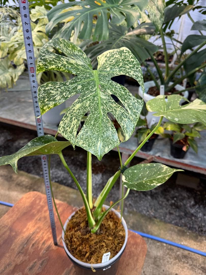 ご*ら様 R2モンステラ　タイコンステレーション　スターライト