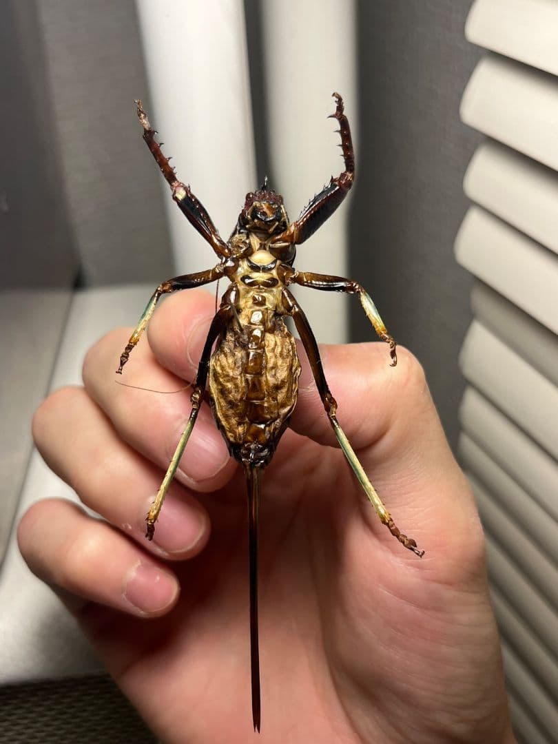 【94mm♀】マッチョキリギリス コロギス リオック　昆虫標本