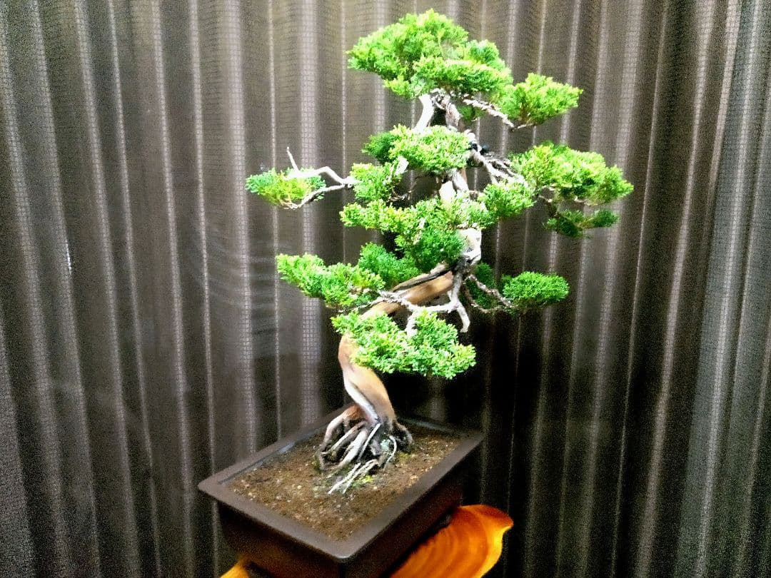 【樹齢 50年超　真柏盆栽】　　　　⭕プロも絶賛の一品❗