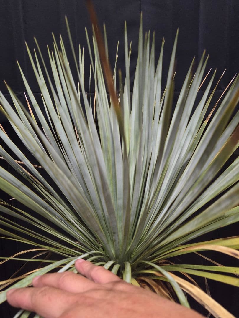 ユッカ ロストラータ 太株 (せ)