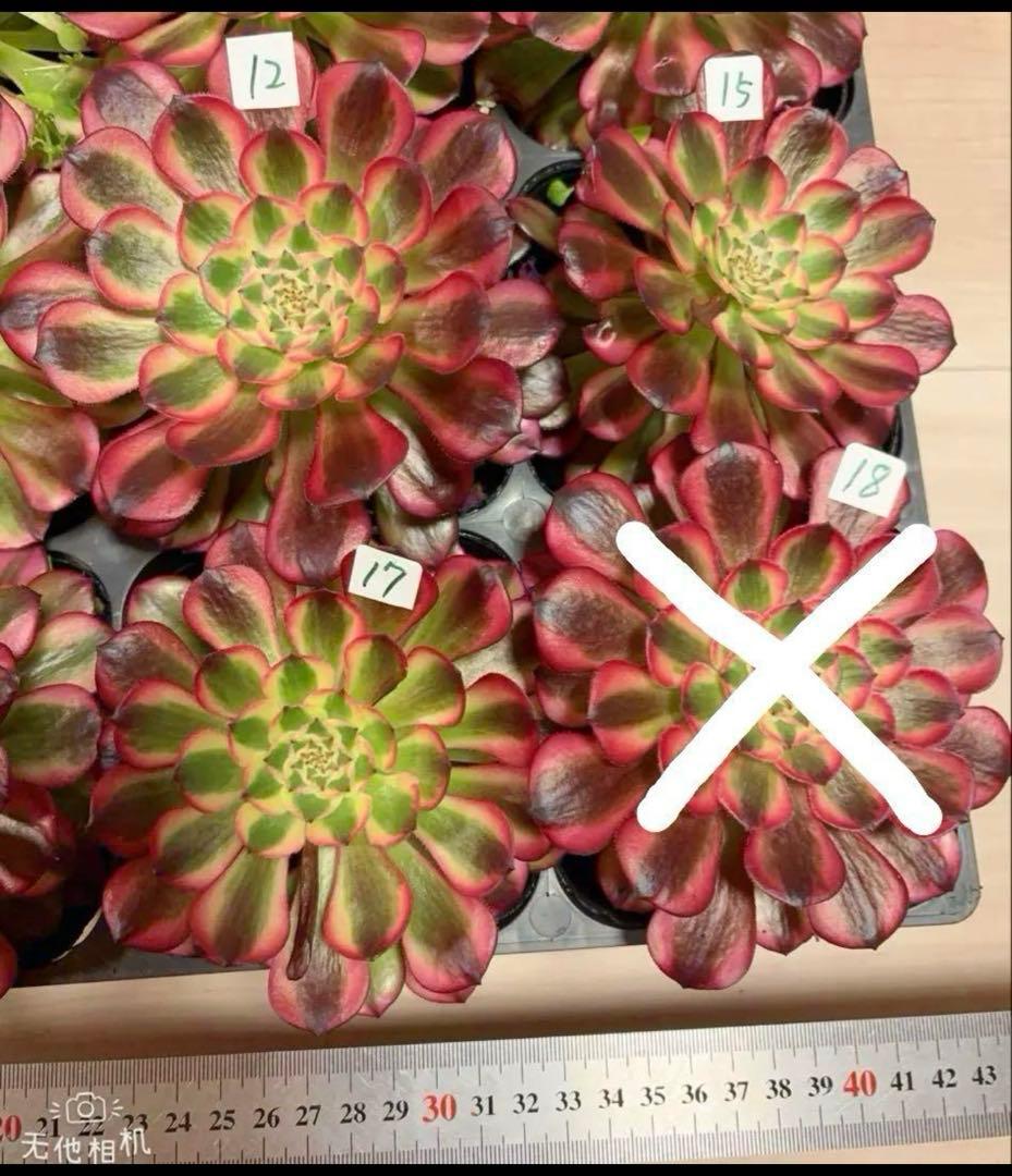 多肉植物アエオニウム錦❤️ ガーネット黄斑錦 ❤️1大頭12-13cm拔き苗