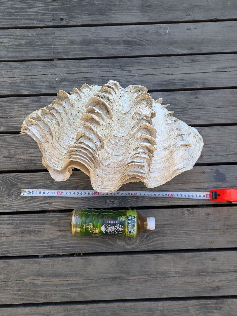 約50cm 大型シャコガイ