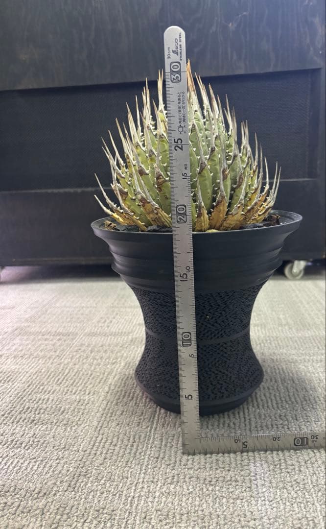 エボリスピナ　左の現地株　発根済み