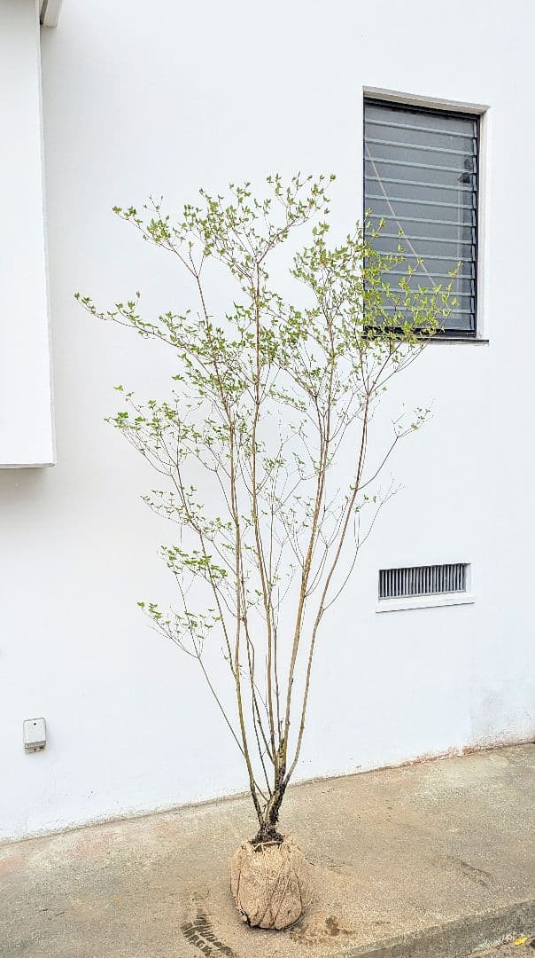 おちび、、、。その3