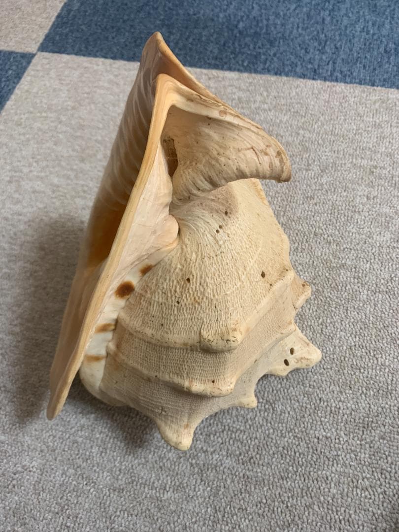 珍品　唐冠貝（トウカムリガイ）H23cmxW20cmxD23cm 美品