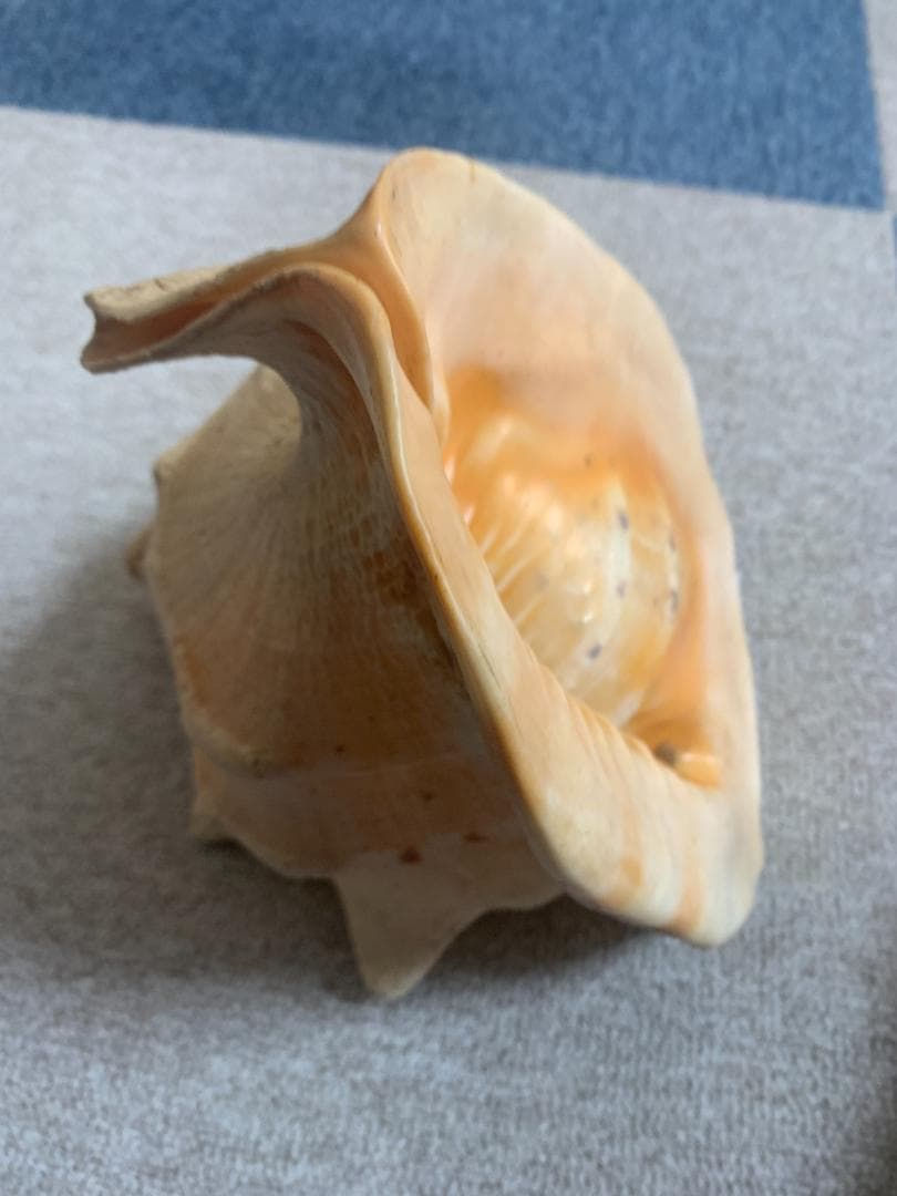 珍品　唐冠貝（トウカムリガイ）H23cmxW20cmxD23cm 美品