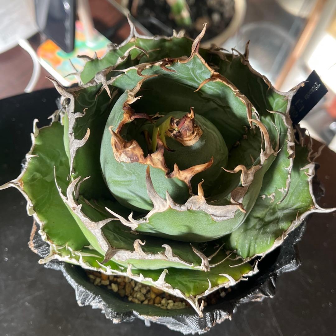 白鯨 親株 アガベ　チタノタ ボール型 鉢付き