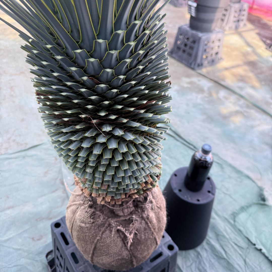 【AL1094】ユッカ　ロストラータ