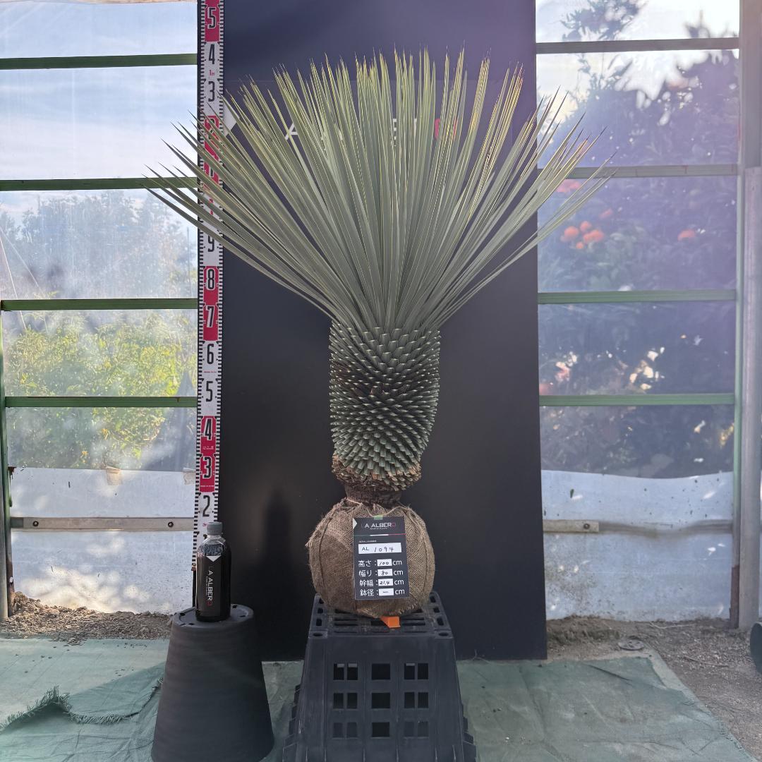 【AL1094】ユッカ　ロストラータ