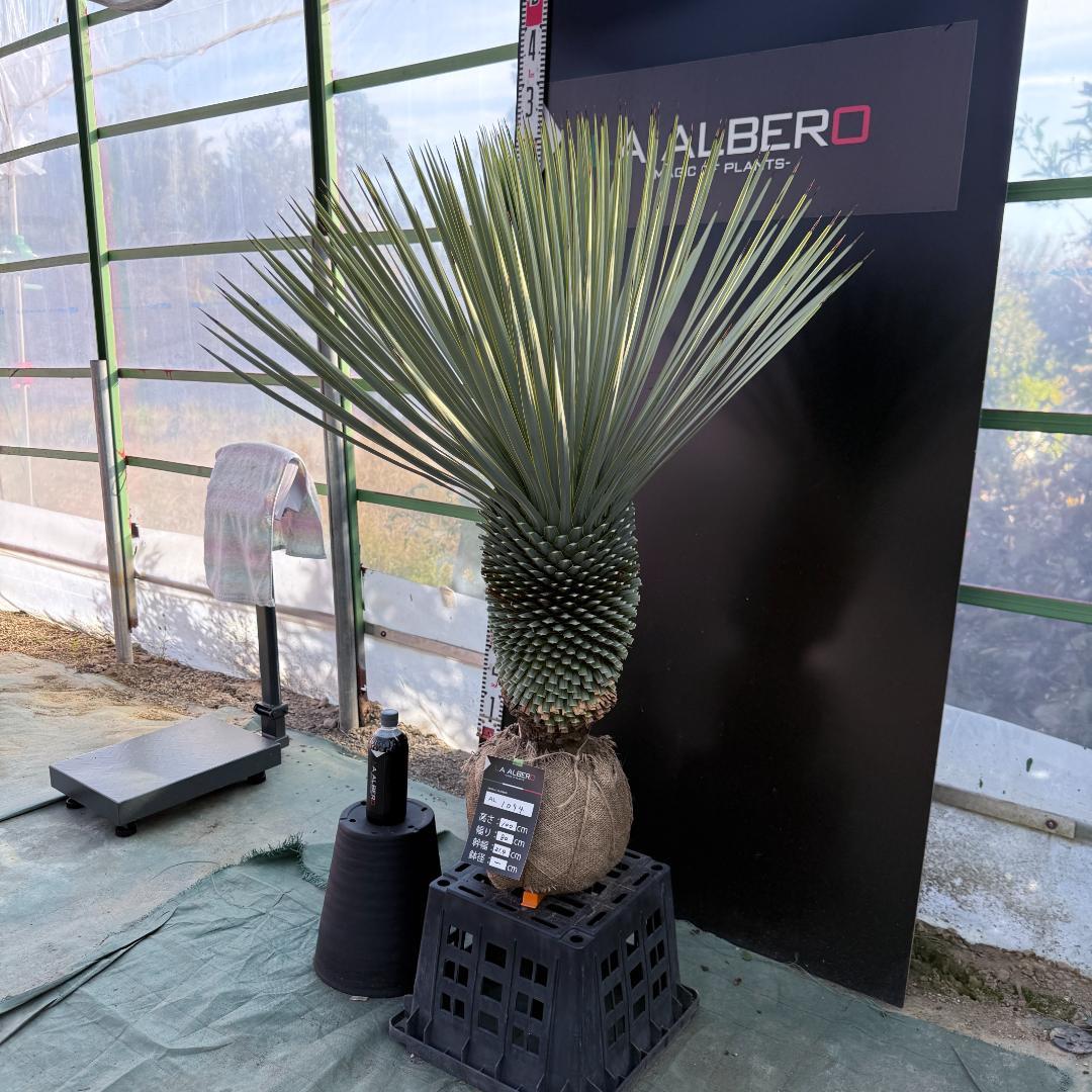 【AL1094】ユッカ　ロストラータ