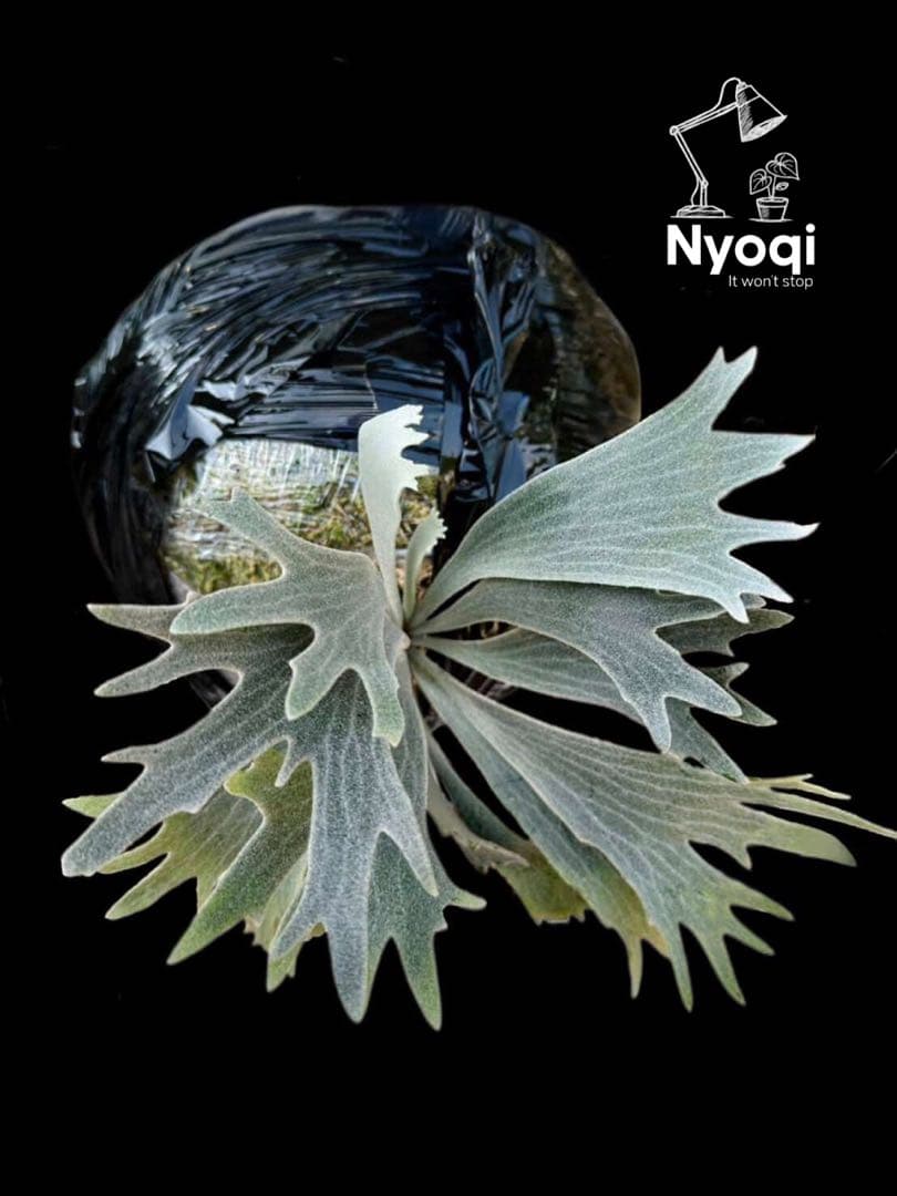 【メルカリ便】P. Willinckii Spur(TC) 【40】