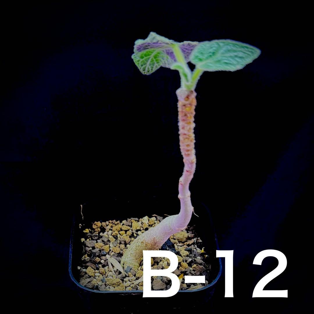 /様 塊根植物他 実生苗 2/3